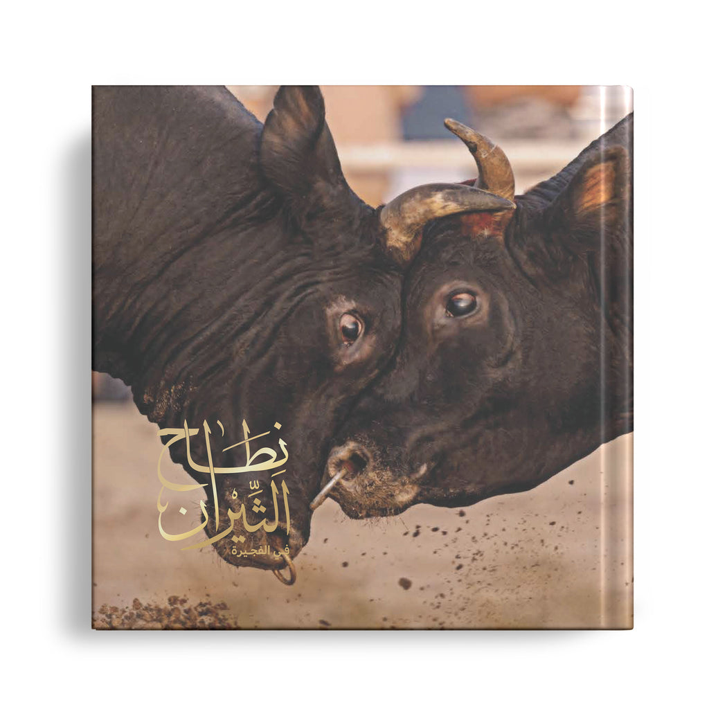 نطاح الثيران في الفجيرة