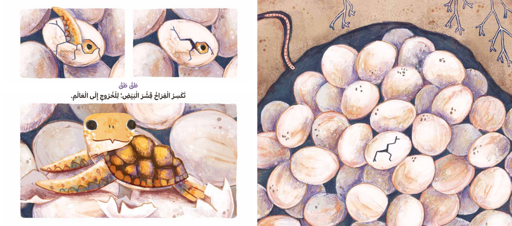 سباق السلاحف إلى البحر