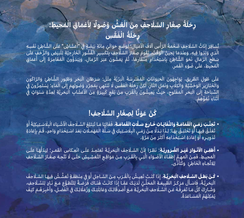 سباق السلاحف إلى البحر