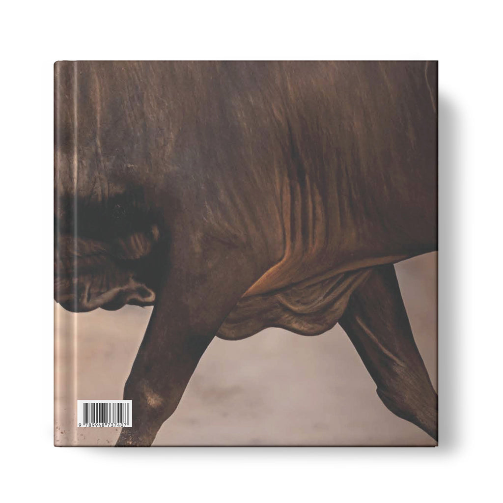 نطاح الثيران في الفجيرة