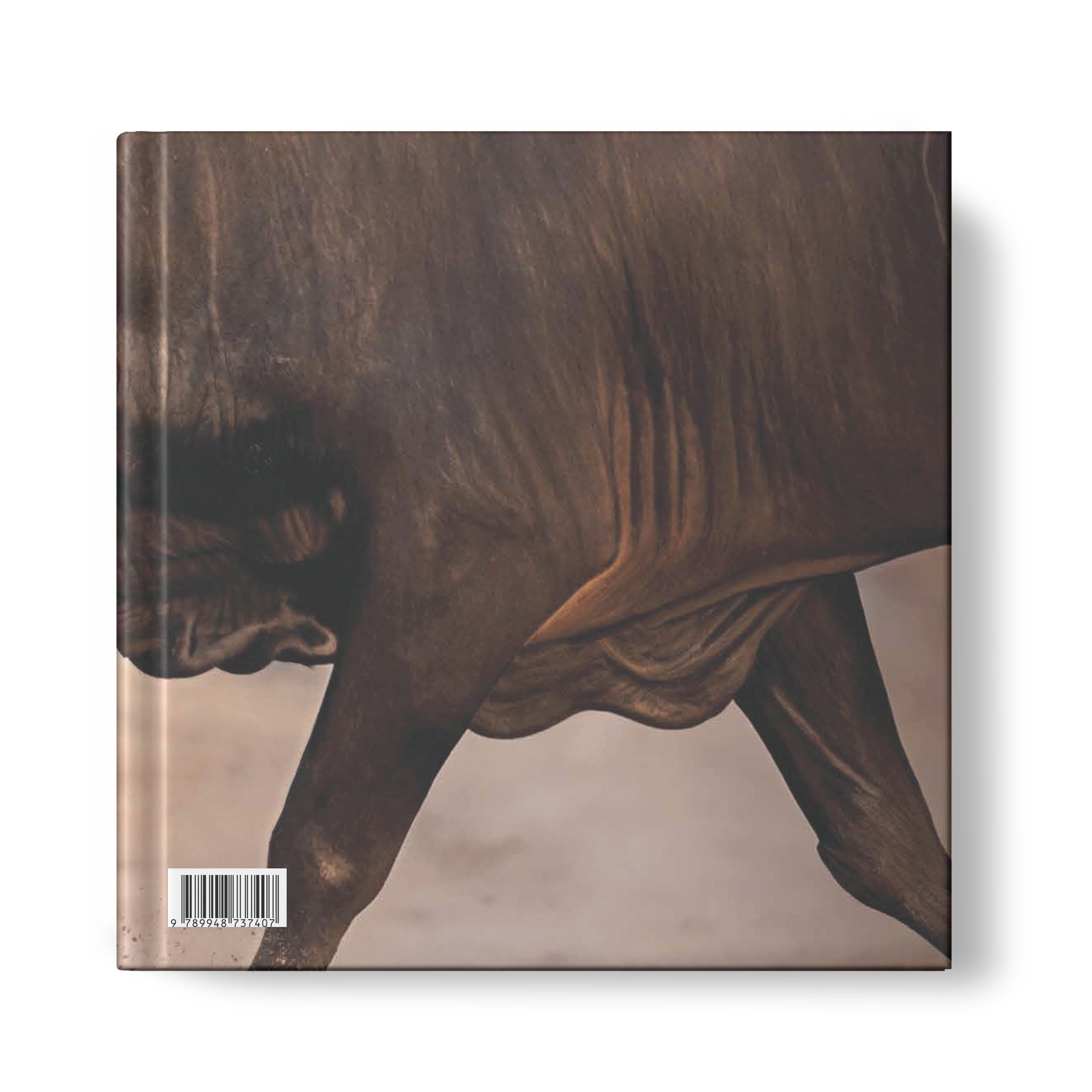 نطاح الثيران في الفجيرة