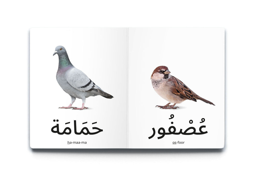 كلماتي الأولى - الطيور