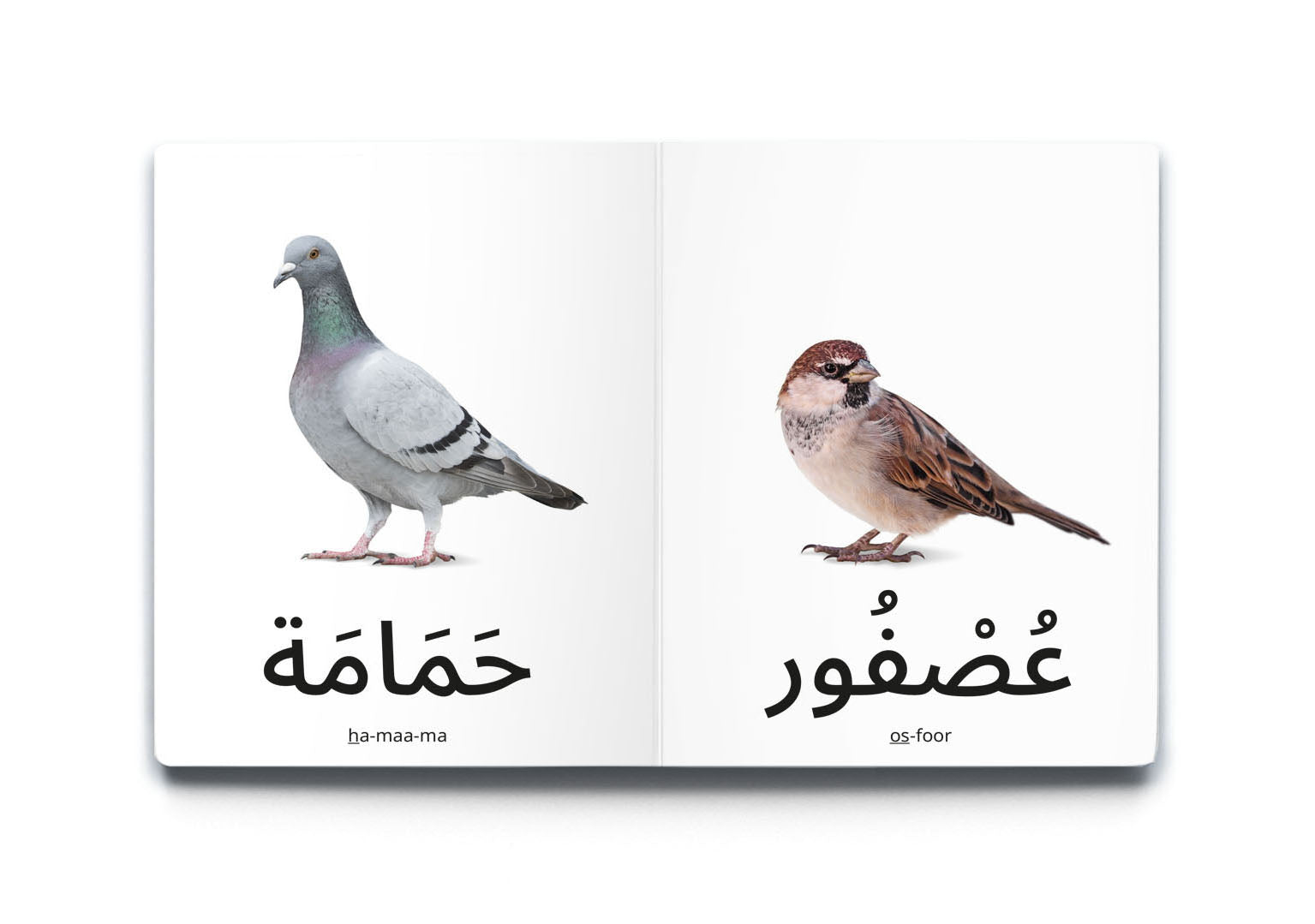 كلماتي الأولى - الطيور