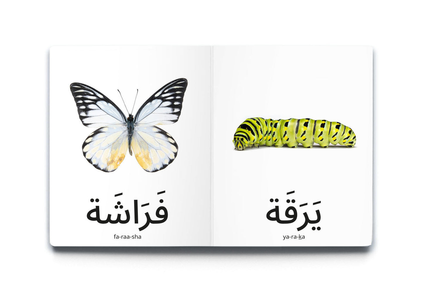 كلماتي الأولى - الحشرات
